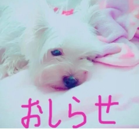 SC可愛い子厳選！配信&自撮りset