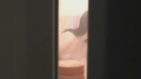 民家風呂の乙女 vol.010