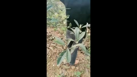 野外自画撮り脱糞美女