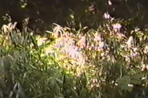 無) 実録レイプ( 保存版）