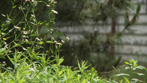 夏少女 Part1　れいちゃんω【IMBD-104】