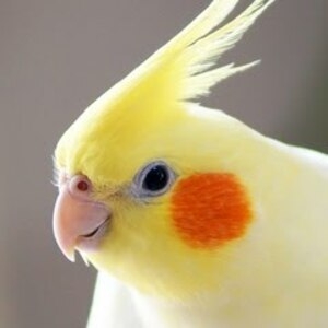 投稿作品Cこちらは未出品、初出品です